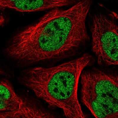 Immunocytochemistry/Immunofluorescence: Capicua Antibody [NBP2-33420] - Staining of human cell line U-2 OS shows localization to nucleoplasm. Staining is shown in green.