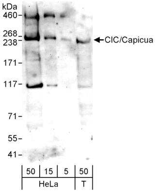 Western Blot: Capicua Antibody [NB110-59906] - WB detection of Human Capicua /CIC in whole cell lysates of HeLa (5, 15 and 50 ug )  and 293T (T, 50 ug) cells using affinity purified rabbit Capicua antibody NB110-59906 used at 1 ug/ml concentration.