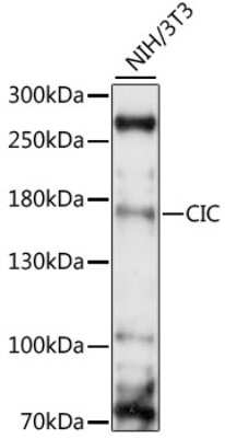 Western Blot: Capicua Antibody [NBP2-92230] - Analysis of extracts of NIH/3T3, using Capicua at 1:1000 dilution.Secondary antibody: HRP Goat Anti-Rabbit IgG (H+L) at 1:10000 dilution.Lysates/proteins: 25ug per lane.Blocking buffer: 3% nonfat dry milk in TBST.Detection: ECL Basic Kit .Exposure time: 30s.