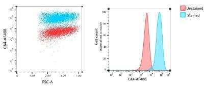 Flow Cytometry: Carbonic Anhydrase IV/CA4 Antibody (039) [Alexa Fluor® 488] [NBP2-89518AF488] - Human primary renal tubular epithelial cells stained with carbonic Anhydrase IV/CA4 antibody conjugated to Alexa Fluor 488. Cells were immediately fixed with 4% PFA after detachment from culture plates and prior to staining. Final Ab concentration was 1:50. Image from verified customer review.