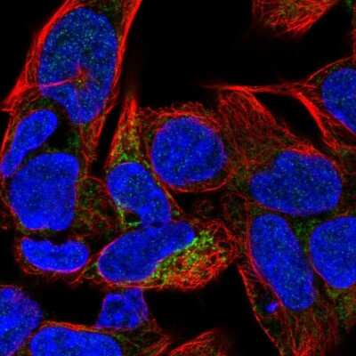 Immunocytochemistry/Immunofluorescence: Carbonic Anhydrase VB/CA5B Antibody [NBP1-86090] - Staining of human cell line HEK 293 shows localization to mitochondria. Antibody staining is shown in green.