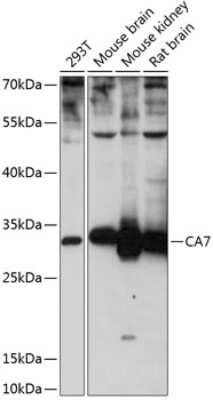 Western Blot Carbonic Anhydrase VII/CA7 Antibody - BSA Free