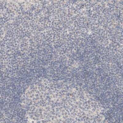 Immunohistochemistry-Paraffin Carbonic Anhydrase XIII/CA13 Antibody - BSA Free