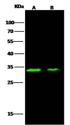 Western Blot: Carbonic Anhydrase XIII/CA13 Antibody [NBP2-99317] - Anti-Carbonic Anhydrase XIII/CA13 rabbit polyclonal antibody at 1:500 dilution. Lane A: HepG2 Whole Cell Lysate. Lane B: K562 Whole Cell Lysate. Lysates/proteins at 30 ug per lane. Secondary Goat Anti-Rabbit IgG H&L (Dylight 800) at 1/10000 dilution. Developed using the Odyssey technique. Performed under reducing conditions. Predicted band size: 29 kDa. Observed band size: 33 kDa