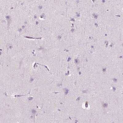 Immunohistochemistry-Paraffin: Carboxylesterase 1/CES1 Antibody [NBP2-48854] - Staining of human cerebral cortex shows no cytoplasmic positivity in neuronal cells as expected.