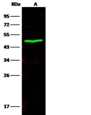 Western Blot: Carboxylesterase 3/CES3/Esterase 31 Antibody (372) [NBP2-89803] - Lane A: Hela Whole Cell Lysate Lysates/proteins at 30 ug per lane.Secondary Goat Anti-Rabbit IgG H&L (Dylight800) at 1/10000 dilution.Developed using the Odyssey technique.  Performed under reducing conditions.Predicted band size:62 kDa Observed band size:54 kDa