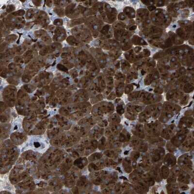 Immunohistochemistry-Paraffin: Carboxypeptidase A1/CPA1 Antibody [NBP1-88056] - Staining of human pancreas shows high expression.