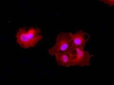 Immunocytochemistry/Immunofluorescence: Carboxypeptidase A1/CPA1 Antibody (OTI2A3) - Azide and BSA Free [NBP2-70431] - Staining (Red) of COS7 cells transiently transfected by pCMV6-ENTRY Carboxypeptidase A.