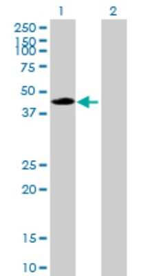 Western Blot: Carboxypeptidase A1/CPA1 Antibody [H00001357-B01P] - Analysis of CPA1 expression in transfected 293T cell line by CPA1 polyclonal antibody.  Lane 1: CPA1 transfected lysate(46.09 KDa). Lane 2: Non-transfected lysate.