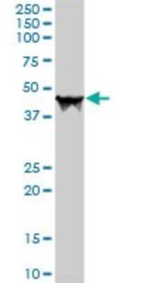 Western Blot: Carboxypeptidase A1/CPA1 Antibody [H00001357-D01P] - Analysis of CPA1 expression in human pancreas.