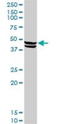 Western Blot: Carboxypeptidase A1/CPA1 Antibody [H00001357-D01P] - Analysis of CPA1 expression in mouse spleen.
