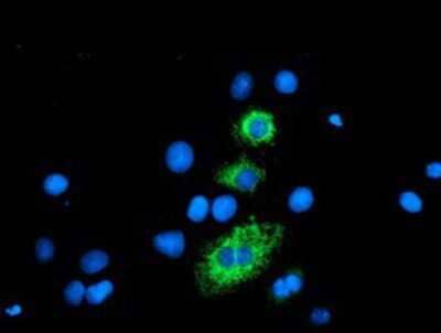 Immunocytochemistry/Immunofluorescence: Carboxypeptidase A2 Antibody (1C7) [NBP2-01992] Staining of COS7 cells transiently transfected by pCMV6-ENTRY Carboxypeptidase A2.