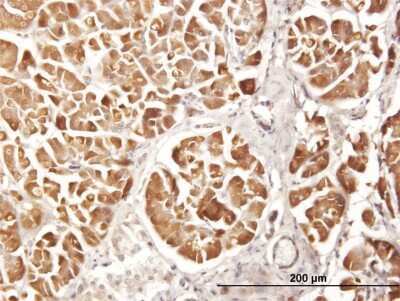 Immunohistochemistry-Paraffin: Carboxypeptidase A2/CPA2 Antibody [H00001358-B01P] - Analysis of purified antibody to CPA2 on formalin-fixed paraffin-embedded human pancreas. (antibody concentration 3 ug/ml)