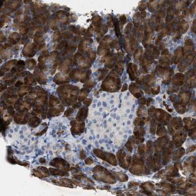 Immunohistochemistry-Paraffin: Carboxypeptidase A2/CPA2 Antibody [NBP1-87555] - Staining of human pancreas shows high expression.