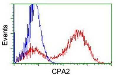 Flow Cytometry: Carboxypeptidase A2/CPA2 Antibody (OTI1C7) - Azide and BSA Free [NBP2-70440] - HEK293T cells transfected with either overexpression plasmid (Red) or empty vector control plasmid (Blue) were immunostaining by anti-Carboxypeptidase A2 antibody, and then analyzed by flow cytometry.