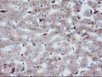 Immunohistochemistry: Carboxypeptidase A2/CPA2 Antibody (OTI1C7) - Azide and BSA Free [NBP2-70440] - Staining of paraffin-embedded Human liver tissue using anti-Carboxypeptidase A2 mouse monoclonal antibody.
