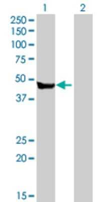 Western Blot: Carboxypeptidase A2/CPA2 Antibody [H00001358-B01P] - Analysis of CPA2 expression in transfected 293T cell line by CPA2 polyclonal antibody.  Lane 1: CPA2 transfected lysate(45.87 KDa). Lane 2: Non-transfected lysate.