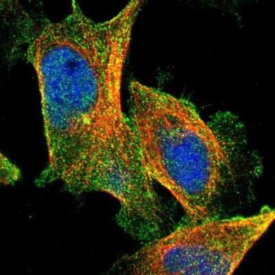 Immunocytochemistry/Immunofluorescence: Carboxypeptidase A4/CPA4 Antibody [NBP1-85494] - Staining of human cell line U-251 MG shows localization to nucleoplasm, cytosol & centrosome. Antibody staining is shown in green.