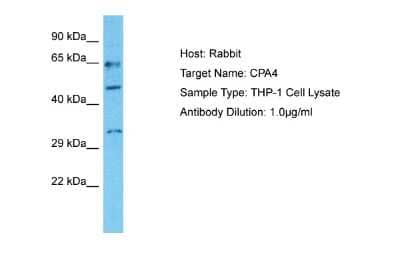 Western Blot: Carboxypeptidase A4/CPA4 Antibody [NBP2-84589] - Host: Rabbit. Target Name: CPA4. Sample Tissue: Human THP-1 Whole Cell. Antibody Dilution: 1ug/ml