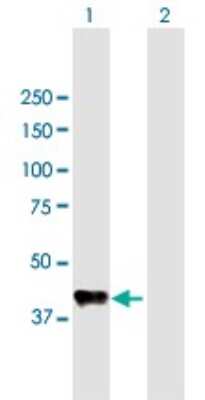 Western Blot: Carboxypeptidase B1/CPB1 Antibody [H00001360-B01] - Analysis of CPB1 expression in transfected 293T cell line. Lane 1: CPB1 transfected lysate (45.87 KDa). Lane 2: Non-transfected lysate.