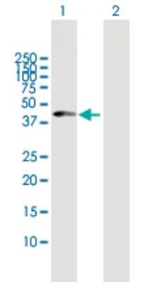 Western Blot: Carboxypeptidase B1/CPB1 Antibody [H00001360-B01] - Analysis of CPB1 expression in transfected 293T cell line by CPB1 polyclonal antibody. Lane 1: CPB1 transfected lysate(45.87 KDa). Lane 2: Non-transfected lysate.