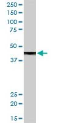 Western Blot: Carboxypeptidase B1/CPB1 Antibody [H00001360-D01P] - Analysis of CPB1 expression in human pancreas.