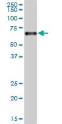 Western Blot: Carboxypeptidase M Antibody [H00001368-B01P] - Analysis of CPM expression in human placenta.