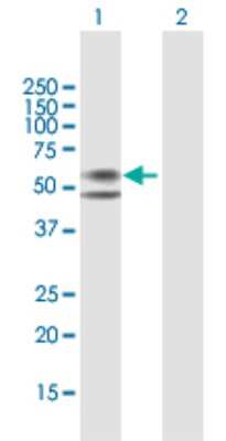 Western Blot: Carboxypeptidase M Antibody [H00001368-B01P] - Analysis of CPM expression in transfected 293T cell line by CPM polyclonal antibody.  Lane 1: CPM transfected lysate(48.73 KDa). Lane 2: Non-transfected lysate.