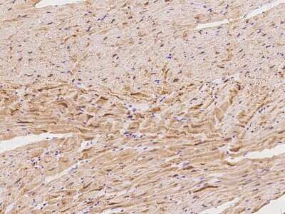 Immunohistochemistry-Paraffin: Cardiac Leiomodin Antibody [NBP2-97438] - Immunochemical staining of human Cardiac Leiomodin in cynomolgus heart with rabbit polyclonal antibody at 1:100 dilution, formalin-fixed paraffin embedded sections.