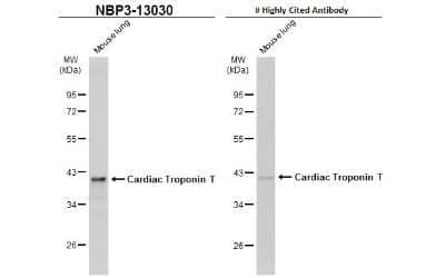 <b>Independent Antibodies Validation. </b>Western Blot: Cardiac Troponin T Antibody [NBP3-13030] - Mouse tissue extract (50 ug) was separated by 10% SDS-PAGE, and the membranes were blotted with Cardiac Troponin T antibody (NBP3-13030) diluted at 1:3000 and competitor's antibody diluted at 1:3000. The HRP-conjugated anti-rabbit IgG antibody (NBP2-19301) was used to detect the primary antibody, and the signal was developed with Trident ECL plus-Enhanced.