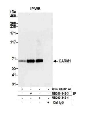 <b>Independent Antibodies Validation. </b>Immunoprecipitation: Carm1 Antibody [NB200-342] - Detection of human CARM1 by western blot of immunoprecipitates. Samples: Whole cell lysate (1.0 mg per IP reaction; 20% of IP loaded) from HEK293T cells prepared using NETN lysis buffer. Antibodies: Affinity purified rabbit anti-CARM1 antibody NB200-342 (lot NB200-342-4) used for IP at 6 ug per reaction. CARM1 was also immunoprecipitated by a previous lot of this antibody (lot NB200-342-3) and another rabbit anti-CARM1 antibody. For blotting immunoprecipitated CARM1, NB200-342 was used at 0.04 ug/ml. Detection: Chemiluminescence with an exposure time of 3 seconds.