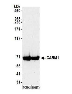 <b>Genetic Strategies Validation. </b>Western Blot: Carm1 Antibody [NB200-342] - Whole cell lysate (50 ug) from TCMK-1 and NIH 3T3 cells prepared using NETN lysis buffer. Antibody: Affinity purified rabbit anti-CARM1 antibody used for WB at 0.04 ug/ml. Detection: Chemiluminescence with an exposure time of 30 seconds.