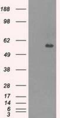 Flow Cytometry: Carnosine Dipeptidase 1/CNDP1 Antibody (OTI2F8) - Azide and BSA Free [NBP2-72300] - HEK293T cells were transfected with the pCMV6-ENTRY control (Left lane) or pCMV6-ENTRY CNDP1 (Right lane) cDNA for 48 hrs and lysed. Equivalent amounts of cell lysates (5 ug per lane) were separated by SDS-PAGE and immunoblotted with anti-CNDP1.