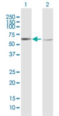 Western Blot: Carnosine Dipeptidase 1/CNDP1 Antibody [H00084735-B01P] - Analysis of CNDP1 expression in transfected 293T cell line by CNDP1 polyclonal antibody.  Lane 1: CNDP1 transfected lysate(55.77 KDa). Lane 2: Non-transfected lysate.