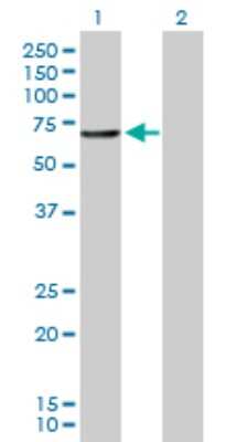 Western Blot: Carnosine Dipeptidase 1/CNDP1 Antibody [H00084735-D01P] - Analysis of CNDP1 expression in transfected 293T cell line by CNDP1 polyclonal antibody.Lane 1: CNDP1 transfected lysate(56.70 KDa).Lane 2: Non-transfected lysate.