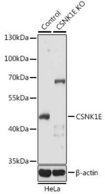 <b>Genetic Strategies Validation. </b>Western Blot: Casein Kinase 1 epsilon Antibody [NBP2-92968] - Analysis of extracts from normal (control) and CSNK1E knockout (KO) HeLa cells, using Casein Kinase 1 epsilon at 1:1000 dilution.Secondary antibody: HRP Goat Anti-Rabbit IgG (H+L) at 1:10000 dilution.Lysates/proteins: 25ug per lane.Blocking buffer: 3% non