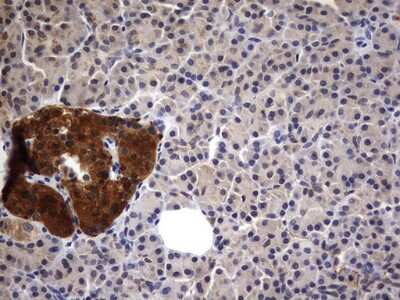 Immunohistochemistry: Casein Kinase 1 gamma 2 Antibody (4H3) [NBP2-46385] - Analysis of Human pancreas tissue. (Heat-induced epitope retrieval by 1 mM EDTA in 10mM Tris, pH8.5, 120C for 3min)