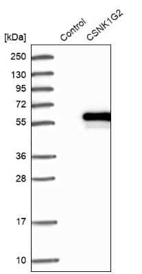 Western Blot: Casein Kinase 1 gamma 2 Antibody [NBP1-84461] - Analysis in control (vector only transfected HEK293T lysate) and CSNK1G2 over-expression lysate (Co-expressed with a C-terminal myc-DDK tag (3.1 kDa) in mammalian HEK293T cells).