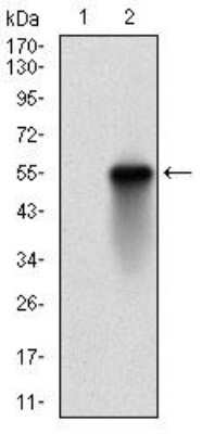 Western Blot: Casein Kinase 2 beta Antibody (1H8A5) [NBP2-52450] - Analysis using CSNK2B mAb against HEK293 (1) and CSNK2B (AA: FULL(1-215))-hIgGFc transfected HEK293 (2) cell lysate.