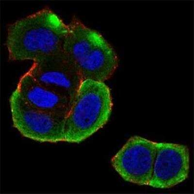 Immunocytochemistry/Immunofluorescence: Casein Kinase 2 beta Antibody (2F12F3) [NBP2-52449] - Analysis of MCF-7 cells using CSNK2B mouse mAb (green). Blue: DRAQ5 fluorescent DNA dye. Red: Actin filaments have been labeled with Alexa Fluor-555 phalloidin. Goat anti-Mouse IgG (H+L) DyLight 488 secondary antibody was used. 
