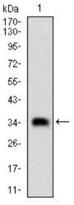 Western Blot: Casein Kinase 2 beta Antibody (2F12F3) [NBP2-52449] - Analysis using CSNK2B mAb against human CSNK2B (AA: FULL(1-215)) recombinant protein. (Expected MW is 35 kDa)