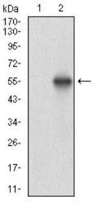 Western Blot: Casein Kinase 2 beta Antibody (2F12F3) [NBP2-52449] - Analysis using CSNK2B mAb against HEK293 (1) and CSNK2B (AA: FULL(1-215))-hIgGFc transfected HEK293 (2) cell lysate.
