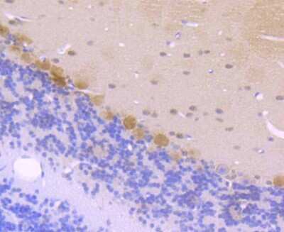 Immunohistochemistry-Paraffin: Casein Kinase 2 beta Antibody (JU37-62) [NBP2-75431] - Analysis of paraffin-embedded mouse cerebellum tissue using anti-CSNK2B antibody. Counter stained with hematoxylin.