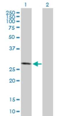 Western Blot: Casein Kinase 2 beta Antibody [H00001460-B01P] - Analysis of CSNK2B expression in transfected 293T cell line by CSNK2B polyclonal antibody.  Lane 1: CSNK2B transfected lysate(23.65 KDa). Lane 2: Non-transfected lysate.