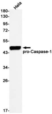 Western Blot: Caspase-1 Antibody (S05-7H1) [NBP3-20031] - Western blot detection of pro Caspase-1 in Hela cell lysates using NBP3-20031 (1:500 diluted). Predicted band size: 45kDa. Observed band size: 45, 20kDa.