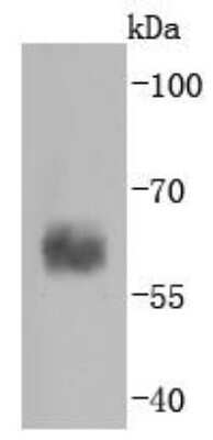 Western Blot: Caspase-10/FLICE2 Antibody (JJ0890) [NBP2-67878] - Analysis of Caspase-10 on K562 cells lysates using anti-Caspase-10 antibody at 1/1,000 dilution.