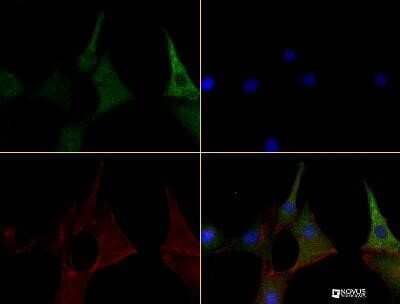 Immunocytochemistry/Immunofluorescence: Caspase-11 Antibody (17D9) - Azide and BSA Free [NBP2-80612] - Caspase 11 antibody was tested in NIH-3T3 cells at a 1:100 dilution using a Dylight 488 conjugated secondary antibody (Green). Actin (Red) and DNA (Blue) were counterstained using Phalloidin 568 and DAPI. Image from the standard format of this antibody.