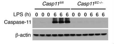 Knockdown Validated: Caspase-11 Antibody (17D9) - Azide and BSA Free [NBP2-80612] - Casp11fl/fl and Casp11EC-/- mice (n = 3) were challenged with LPS (40 mg/kg i.p.) for 6 hours. Endothelial Cells were isolated from lungs, and western blot analysis was performed for pro-IL-1Beta, mature IL-1Beta, and caspase-1 cleavage. This image is from PMID: 28990935. Image from the standard format of this antibody.