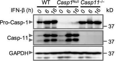 Knockout Validated: Caspase-11 Antibody (17D9) - Azide and BSA Free [NBP2-80612] - Caspase-11 is expressed in Casp1Null bone marrow-derived macrophages. Immunoblot analysis of caspase-1, caspase-11 and GAPDH (loading control) in unprimed WT at various times (above lane) after stimulation with IFN-beta (250U/ml), IFN-gamma (100 ng/ml) or LPS (100 ng/ml). Data are representative of two independent experiments. Image collected and cropped by CiteAb from the following publication (//www.nature.com/articles/srep45126), licensed under a CC-BY license. Image from the standard format of this antibody.