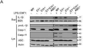 Knockout Validated: Caspase-11 Antibody (17D9) - Azide and BSA Free [NBP2-80612] - CNF1-triggered IL-1beta maturation requires activated Rac, ASC and caspase-1. Western blot analysis of the production and maturation/secretion of IL-1beta by primary macrophages following treatment with CNF1, LPS or CNF1+LPS for 10 h. Actin and BSA were used as loading controls. Image collected and cropped by CiteAb from the following publication (//dx.plos.org/10.1371/journal.ppat.1004732), licensed under a CC-BY license. Image from the standard format of this antibody.